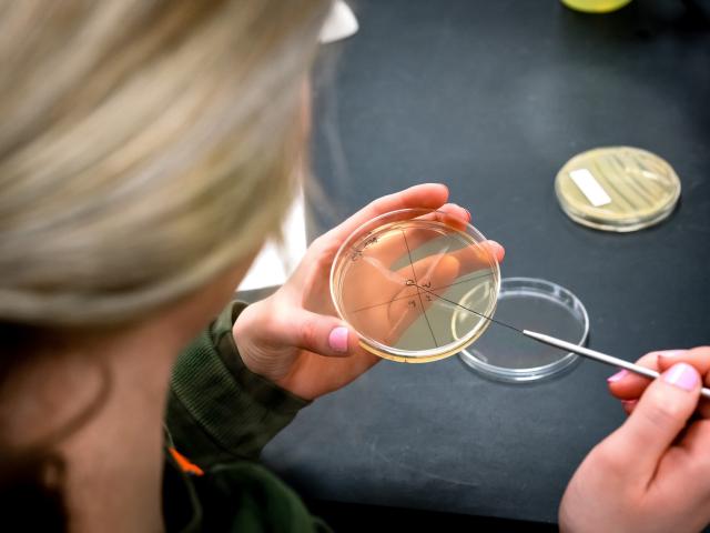 Biology student preparing a slide